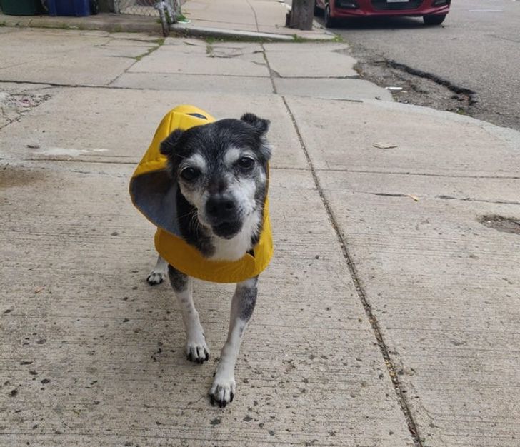 nyugdijas-kedvencek-15-szeretett-csaladi-tag-akik-orokre-a-szivunkben-elnek-3570b35d