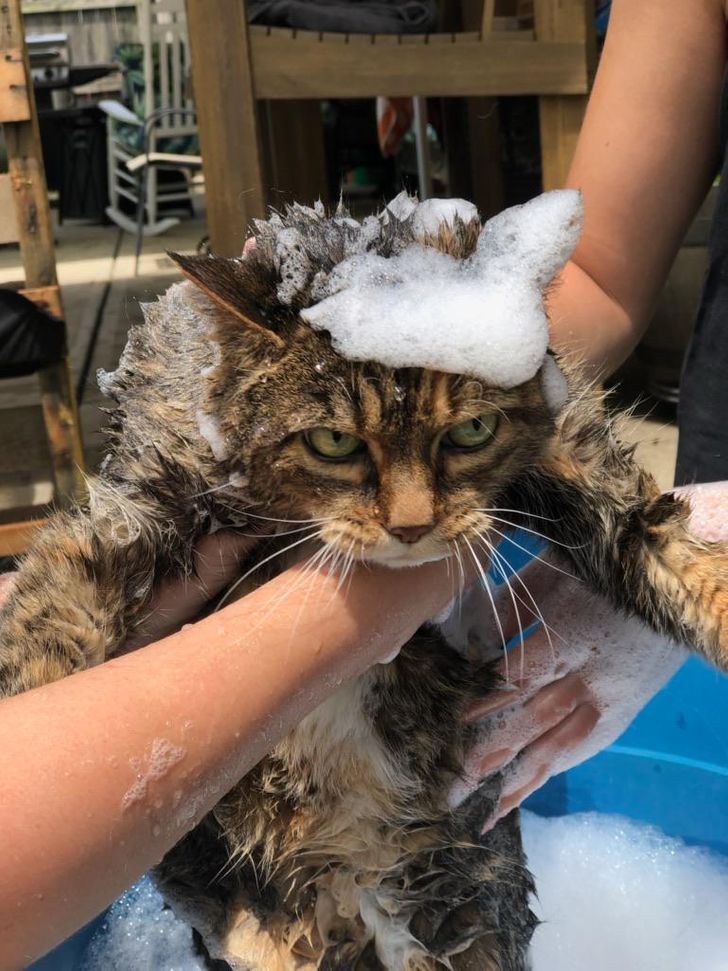 Nyugdíjas kedvencek: 15 szeretett családi tag, akik örökre a szívünkben élnek 244 nyugdíjas kedvencek7