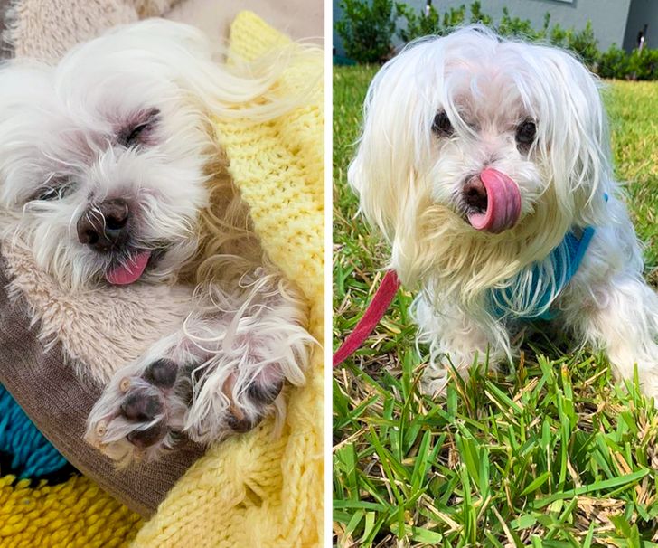Nyugdíjas kedvencek: 15 szeretett családi tag, akik örökre a szívünkben élnek 247 nyugdíjas kedvencek1
