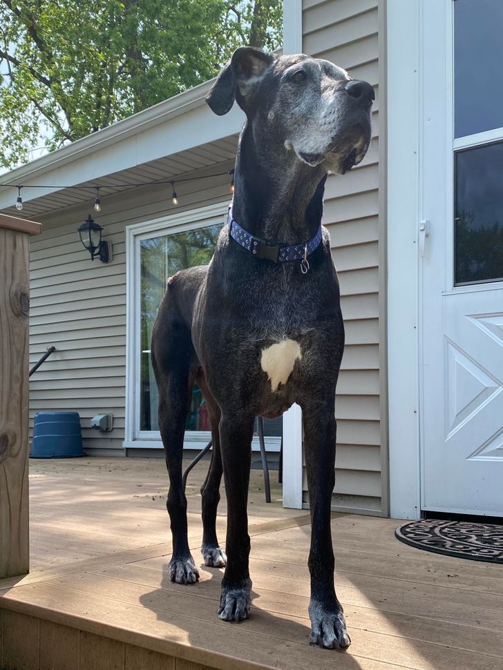 Nyugdíjas kedvencek: 15 szeretett családi tag, akik örökre a szívünkben élnek 245 nyugdíjas kedvencek3