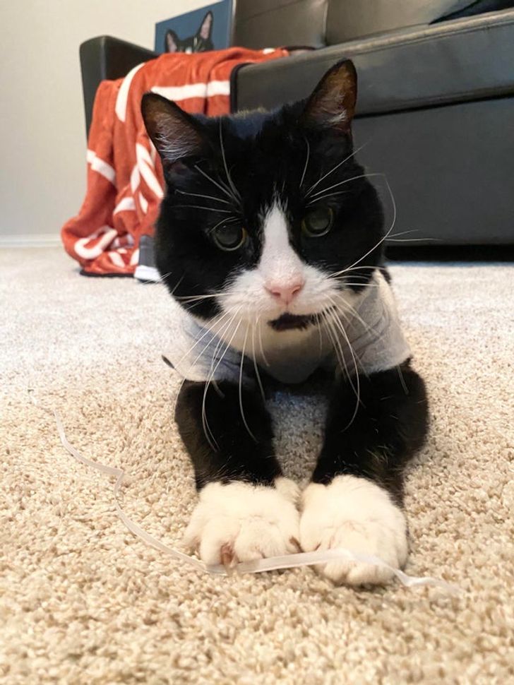 Nyugdíjas kedvencek: 15 szeretett családi tag, akik örökre a szívünkben élnek 248 nyugdíjas kedvencek6