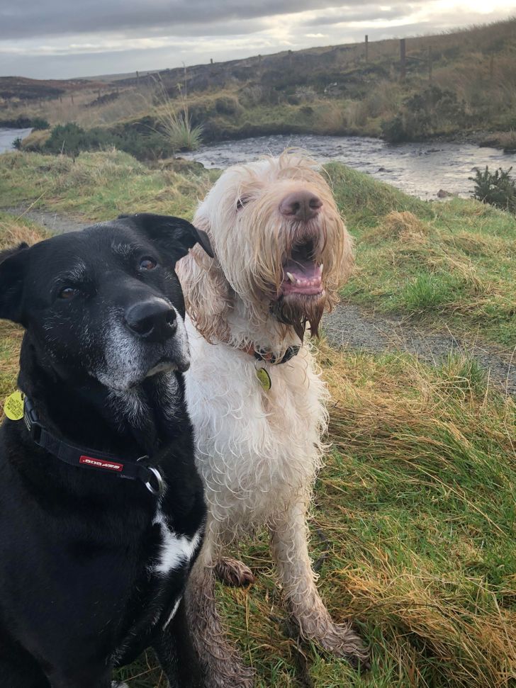 Nyugdíjas kedvencek: 15 szeretett családi tag, akik örökre a szívünkben élnek 243 nyugdíjas kedvencek4