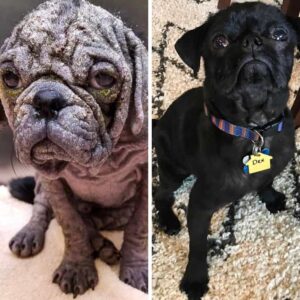 orokbefogadott-kutyak-az-atalakulas-csodaja-cde84be5