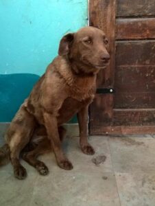 pakita-a-maganyos-kutyus-csodalatos-viszontlatasa-egy-tortenet-a-remenyrol-32fb093d