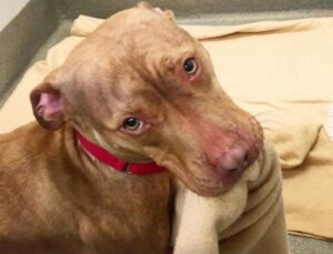 rush-a-pitbull-aki-megagyaz-maganak-hogy-szereto-csaladot-talaljon-0c73c456