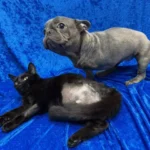 Mindkettő elveszítette az egyik lábát – amikor a kiskutya meglátta a cicát, azonnal megváltozott minden