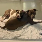 A menhelyen egymásba kapaszkodva várták a csodát – amit ezután történt, arra senki sem számított