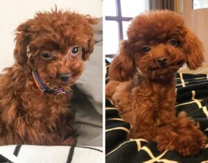 szeretet-es-masodik-esely-orokbefogadott-allatok-atalakulasa-56120d4f