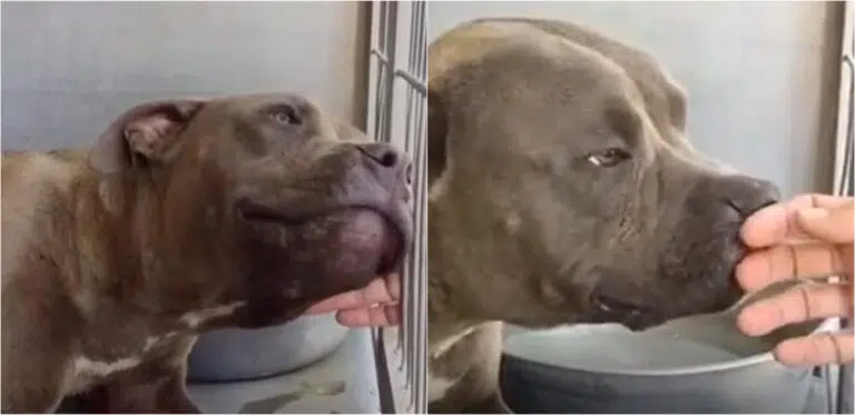 szeretopitbull1-768x373-1