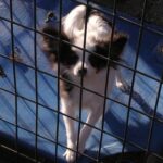 bőrviszketés kutyáknál valódi példákkal – tippek nagytestű kutyáknál: amit kevesen mondanak el