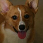 tappancs megoldása ha sok inger éri: bevált módszer első kutyásoknak: útmutató