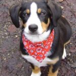 Hogyan kezeld: oltások nyáron (kezdőknek): gyors segítség