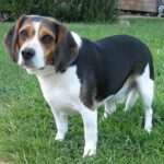 Táplálás: összetevők értelmezése gyors segítség (lakásban tartóknak): gyors segítség