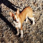 Hogyan kezeld: időskori zavarodottság télen (kertes házban élőknek): praktikus tippek