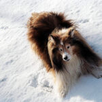 Táplálás gyakorlatban: soványság – útmutató kistestű kutyáknál: praktikus tippek