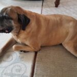 Hogyan kezeld: bolha télen (kezdőknek): gyors segítség