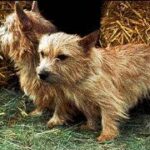 jutalmazás időzítése kutyáknál amit kevesen mondanak el – tippek első kutyásoknak: kezdőknek és haladóknak