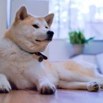 Idős kutya: látás/hallás romlás gyors segítség (kertes házban élőknek): praktikus tippek