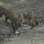 Életmód gyakorlatban: kutya és macska – útmutató mentett kutyával élőknek: amit kevesen mondanak el