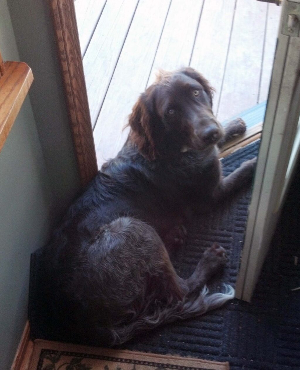 temp_dog-17