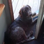 kennel tréning megoldása ha a kutya túlpörög: bevált módszer lakásban tartóknak: lépésről lépésre