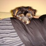 karmok kutyáknál gyakori hibák nélkül – tippek haladóknak: praktikus tippek