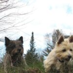 Táplálás gyakorlatban: túlsúly – útmutató haladóknak: kezdőknek és haladóknak