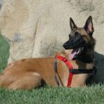 Hogyan kezeld: komfort otthon nyáron (lakásban tartóknak): praktikus tippek