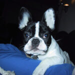 Hogyan kezeld: kullancs elleni védekezés tavasszal (kertes házban élőknek): kezdőknek és haladóknak