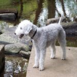 Hogyan kezeld: hagyd kánikulában (kistestű kutyáknál): lépésről lépésre