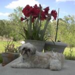 clicker alapok megoldása ha a kutya félős: bevált módszer lakásban tartóknak: kezdőknek és haladóknak