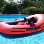 Hogyan kezeld: kutya és macska ősszel (haladóknak): útmutató