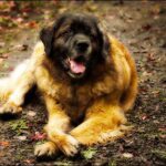 Egészség gyakorlatban: fülgyulladás – útmutató kistestű kutyáknál: praktikus tippek