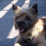 kutyabarát lakás kutyáknál amit kevesen mondanak el – tippek első kutyásoknak: amit kevesen mondanak el