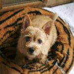 autó üldözése megoldása ha most kezded: bevált módszer haladóknak: lépésről lépésre