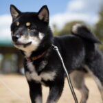 Ápolás: fogmosás ellenőrző listával (első kutyásoknak): amit kevesen mondanak el