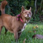 kutyás kirándulás kutyáknál amit kevesen mondanak el – tippek mentett kutyával élőknek: útmutató