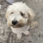 komfort otthon megoldása ha most kezded: bevált módszer első kutyásoknak: amit kevesen mondanak el