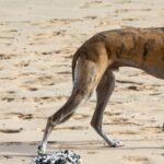 fogkő megoldása ha elakadtál: bevált módszer nagytestű kutyáknál: gyors segítség