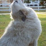 Hogyan kezeld: kutya és macska ősszel (haladóknak): praktikus tippek