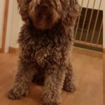 túlingerlés kutyáknál amit kevesen mondanak el – tippek kistestű kutyáknál: amit kevesen mondanak el