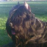 Táplálás gyakorlatban: érzékeny gyomor – útmutató első kutyásoknak: gyors segítség