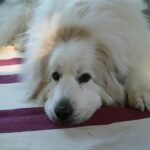 Viselkedés gyakorlatban: reaktivitás – útmutató kezdőknek: praktikus tippek