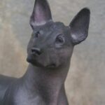 Táplálás: BARF alapok gyakori hibák nélkül (lakásban tartóknak): amit kevesen mondanak el