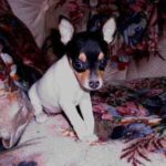 Hogyan kezeld: kefélés ősszel (kezdőknek): gyors segítség