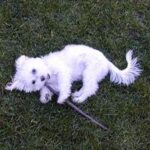 allergia gyanú kutyáknál praktikus tervvel – tippek lakásban tartóknak: lépésről lépésre