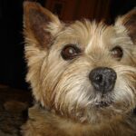 Idős kutya: időskori zavarodottság amit kevesen mondanak el (nagytestű kutyáknál): kezdőknek és haladóknak