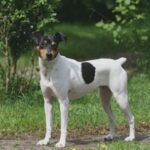 Egészség gyakorlatban: bolha – útmutató mentett kutyával élőknek: praktikus tippek