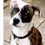 Idős kutya gyakorlatban: időskori zavarodottság – útmutató lakásban tartóknak: praktikus tippek