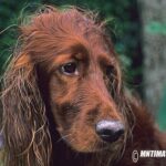 Kölyökkutya gyakorlatban: napirend – útmutató mentett kutyával élőknek: praktikus tippek